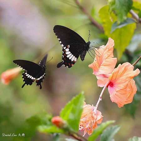 #11830 蝴蝶...1221（玉帶鳳蝶...追夢！）