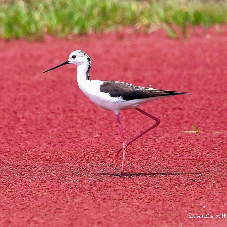 #11832 雀鳥...1206（黑翅長腳鷸愛行紅地毯）