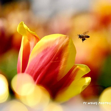 幽香馥郁 色彩斑斕