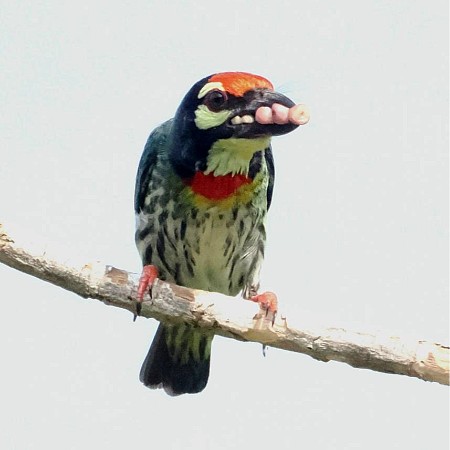 Coppersmith Barbet