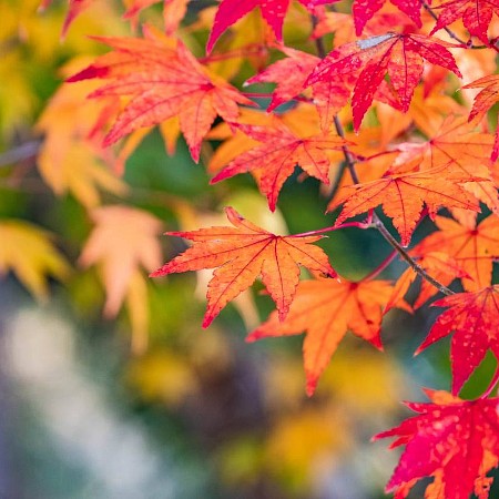 紅葉 @勝尾寺