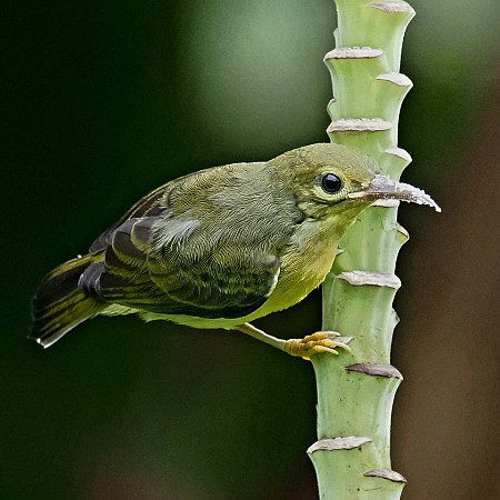 Sunbird