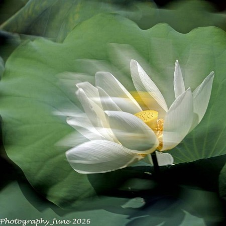 脈動中白蓮 (Pulsation of White Lotus) 
