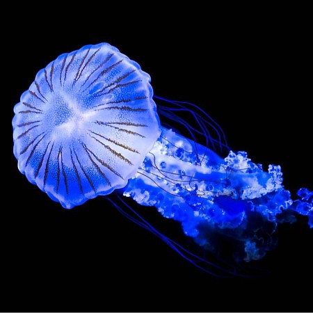 水母