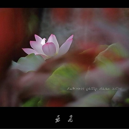 脱麈