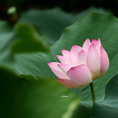 嬌羞花欲開