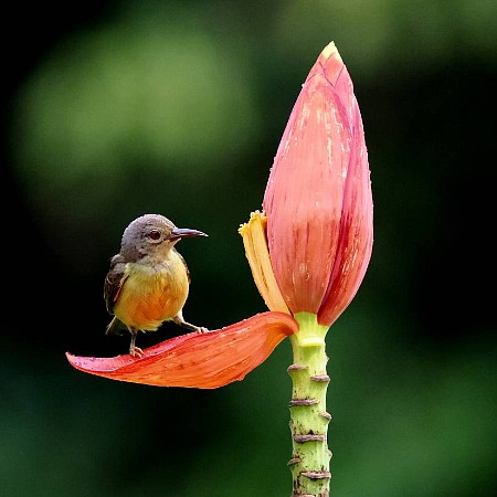 Sunbird
