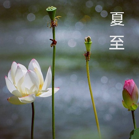 ~ 夏至 ~