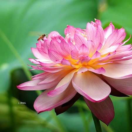 重瓣荷花