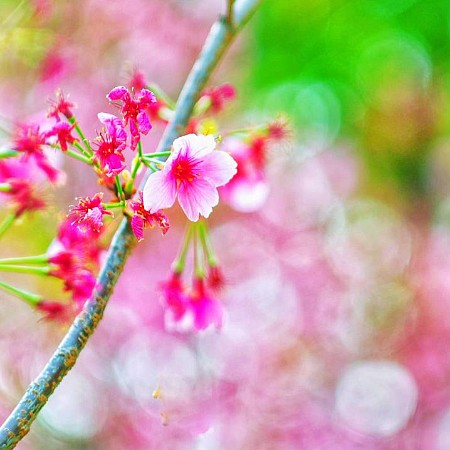 櫻花 001