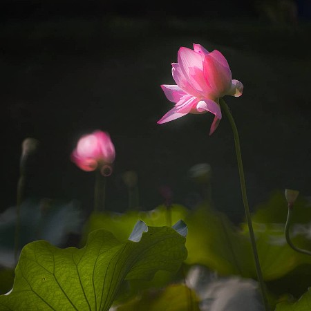 君子之花