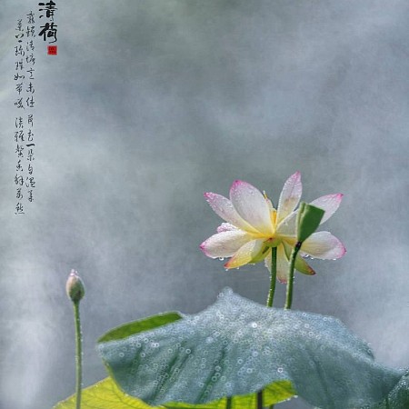 《清荷凝珠》