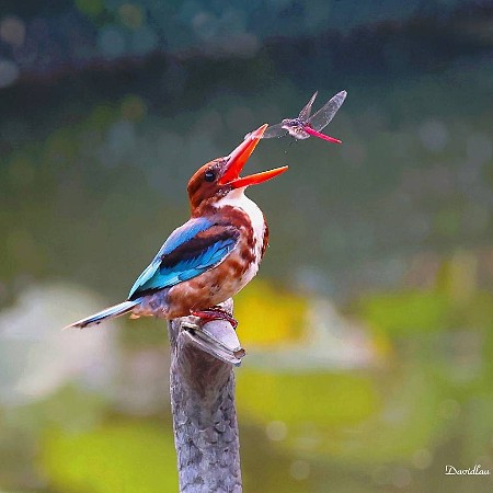 #12112 雀鳥...1278（不請自來的紅蜻，吃不飽也算吃了一餐...白胸翡翠）