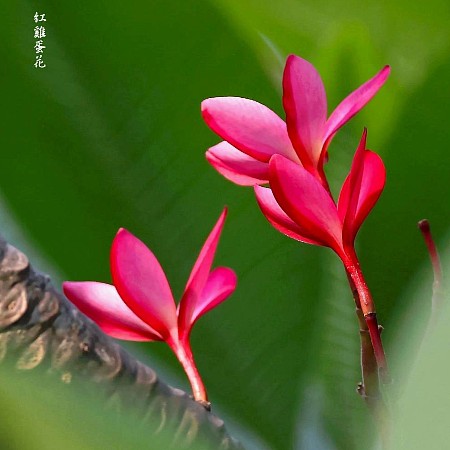 #12142 專題...607（紅雞蛋花 #2...北公）