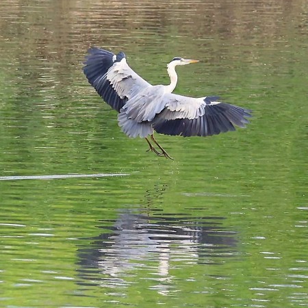 #12207 雀鳥...1314（蒼鷺...擺個靚姿勢！#2）