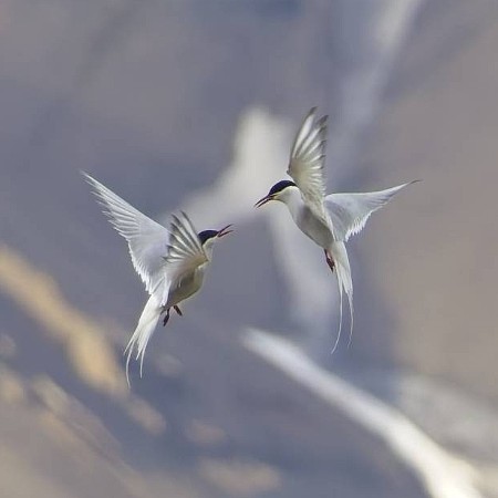 Arctic Terns